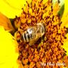 images/bildersammlungen/insekten/Biene1.jpg
