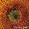 images/bildersammlungen/pflanzen/Sonnenblume1.jpg