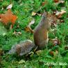 images/bildersammlungen/wildtiere/Squirrel3.jpg