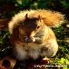 images/bildersammlungen/wildtiere/Squirrel4.jpg